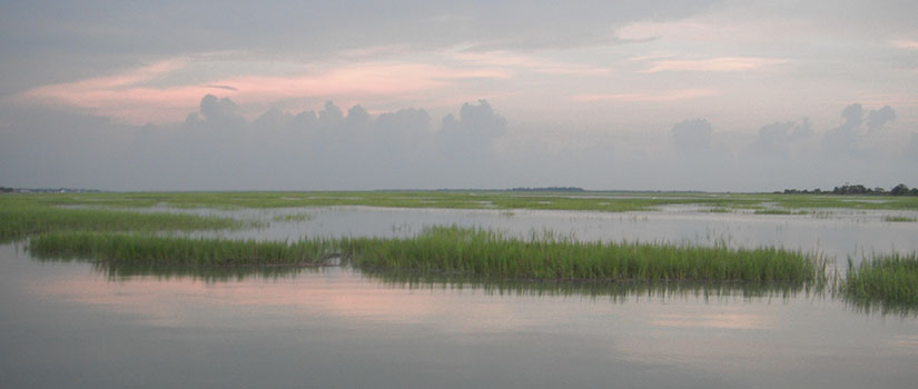 Salt Marsh Monitoring