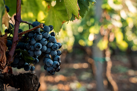 Close-up of fresh juicy grapes growing in vineyard. Healthy organic fruits ready for harvest in field. Beautiful view of wine production at winery during sunny day.
