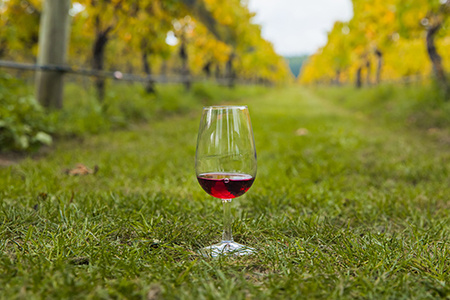 Glass of wine on a bright sunny day in a vineyard.